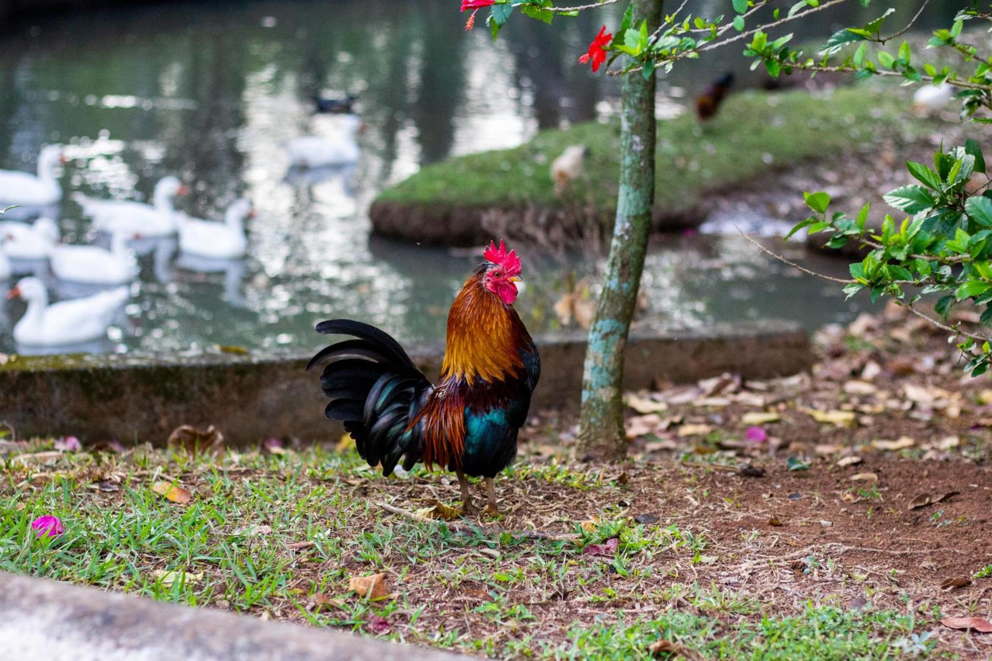Polo Hotel Fazenda Indaiatuba Ngoại thất bức ảnh